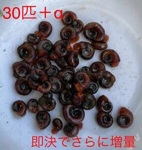 レッドラムズホーン３０匹＋α(苔取り、水質浄化にピッタリ！) メダカとの相性抜群　巻貝　カタツムリ