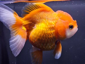 SS金魚　赤白オランダ獅子頭　約13cm　タイ産写真の生態をお届けします。かなり格安！特売品！