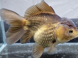 ②　チョコレートオランダ獅子頭　約15cm中国産　マルマルおでぶちゃん　写真の生態をお届けします。 ローズテールオランダ