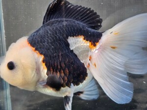 SS金魚　トリコロールオランダ獅子頭　約14cm中国産　写真の生態をお届け　トリコロールの中でもかなり色がいい個体です。 ローズテール