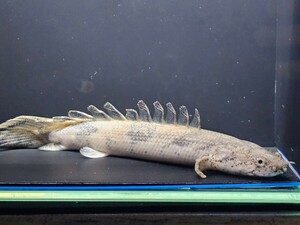 F-E①　ポリプテルス エンドリケリー約20cmギニア便wild　背鰭が少し他の魚に噛られて再生中　餌食いは、バツグン大きく成長すると思います