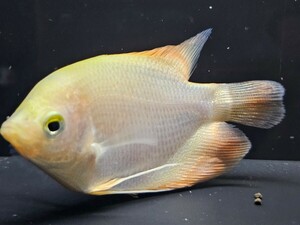 ゴールデンジャイアントグラミー約8cm　３匹セット(オスフロネームス)大型熱帯魚　かなり成長が早いです。　綺麗な大型魚育ててみませんか