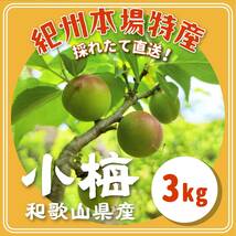 和歌山産 小梅 約3kg　採れたて直送　【減農薬栽培】5/12前後より順次発送_画像1