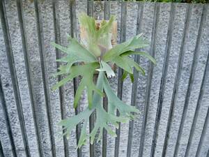 [ parent stock ]P. bifur sp white staghorn fern Platycerium platycerium