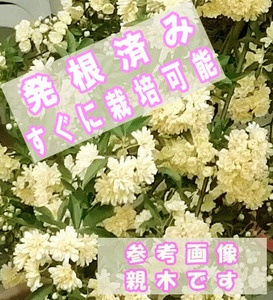 [ China юг часть . производство ]mokou роза вытащенный рассада no. 4 вид почтой отправка желтый цвет . -слойный .. дерево . роза случайный рассада бесплатная доставка 
