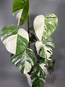 モンステラ斑入り ホワイトタイガー Monstera borsigiana 大株