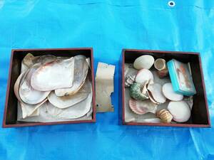 【アンティーク】貝殻 レトロ 木製重箱入り 素材 螺鈿 飾り インテリア 