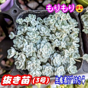 ◆送料無料◆【抜き苗】白雪ミセバヤ ケープブランコ 3号もりもり♪ 多肉植物セダム紅葉 プレステラ プラ鉢