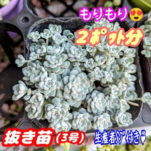 ◆送料無料◆【抜き苗】白雪ミセバヤ ケープブランコ 3号もりもり！2ポット分♪ 多肉植物セダム紅葉 プレステラ プラ鉢