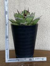 【国産特選株】アガベ チタノタ ナンバーワン 農大 姫厳竜　Agave Titanota No.1 FO 検 パキプス グラキリス 多肉 塊根 赤猫 悪魔 強棘 _画像8