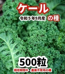 ケール【700粒】栽培期間中農薬不使用の種