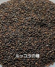 ルッコラの種【800粒】栽培期間中農薬不使用の種_画像7