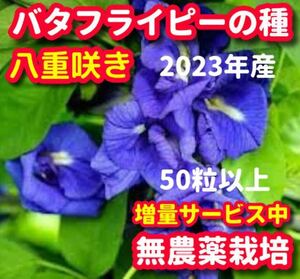 バタフライピーの種・八重咲き【50粒以上】★令和5年産・ベトナムの栽培方法記載