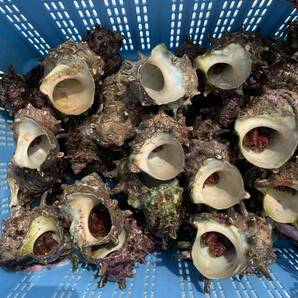 【漁師直送】石鯛エサ活きオニヤドカリ25個(中サイズ)冷凍発送可の画像4