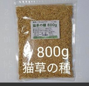 【40回分】猫草の種800g 食べれる草の種 農薬不使用 ペットの健康 エン麦