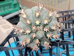 19　ギムノカリキウム　逆刺短刺天平丸/ サボテン　多肉植物