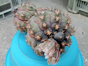 ５　ギムノカリキウム　逆刺短刺天平丸/ サボテン　多肉植物