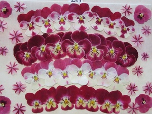  free shipping pressed flower material pansy & viola N28 candy -ke-n