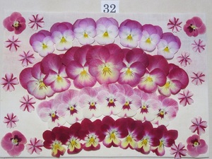  free shipping pressed flower material pansy & viola N32 candy -ke-n