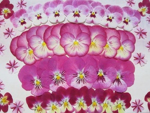 free shipping pressed flower material pansy & viola N34 candy -ke-n