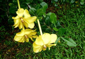 芳香　ガーデニア・ボルケンシーの実生苗　Gardenia volkensii