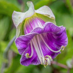 コベア・スキャンデンスの苗　カテドラル・ベルズ 　大聖堂の鐘　Cobaea scandens Cathedral Bells　コバエア