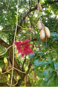 ソーセージノキの実生苗　 Kigelia africana