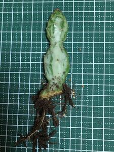 多肉植物　初日の出 斑入り ② ウチワサボテン 根付き　ハツヒノデ　発根