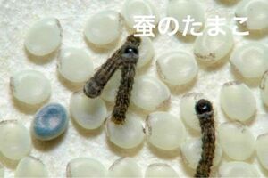 天然桑で育てた春蚕の卵100個