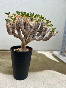 ユーフォルビア　ギラウミニアナ 現地株 塊根植物