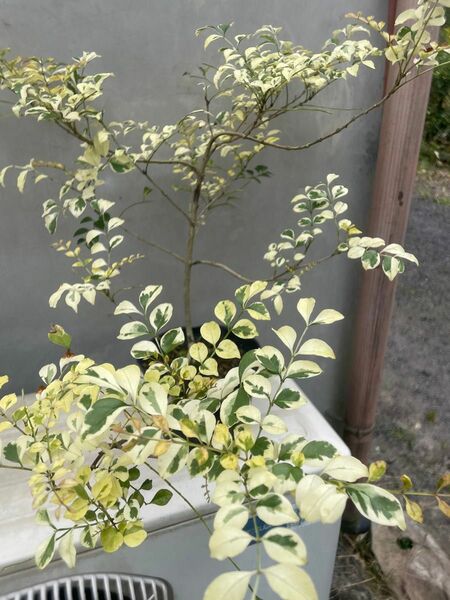 シマトネリコ 斑入り 盆栽 