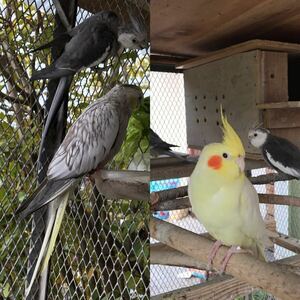 オカメインコ の有精卵3個(食用)Ｂ