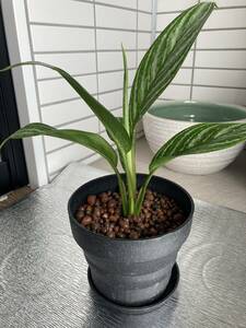 Aglaonema nitidum curtisii　矢羽根模様が濃いタイプ　S