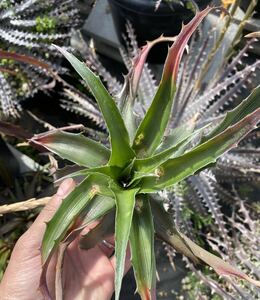 Bromelia balansae ブロメリア　バランサエ　dyckia ディッキア　ヘクチア　