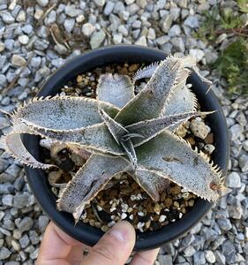 ディッキア マルニエル ラポストレイ　a Dyckia ブロメリア 