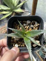 ディッキア 子株　a Dyckia _画像4