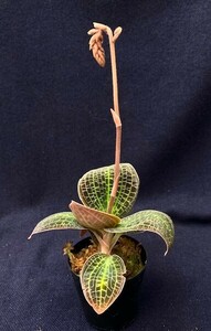 洋蘭 原種 地生蘭 野生蘭 観葉植物 ドッシニア Dossinia marmorata 'Giant' (MC) つぼみ付き株 ボルネオ産のジュエルオーキッド