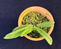 洋蘭 原種 野生蘭 小型の単茎性種 Gastrochilus retrocallus 和名ニオイラン 人気の小型種_画像3