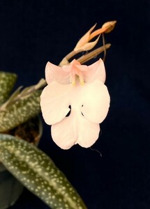 . орхидея . вид земля . орхидея . сырой орхидея - bena задний Habenaria carnea A маленький лист особь лист. узор . можно наслаждаться 