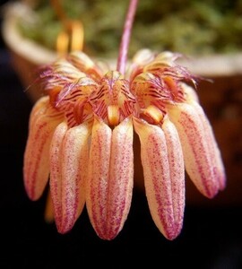 洋蘭 原種 着生蘭 野生蘭 珍奇植物 テラリウム バルボフィラム Bulb.sp aff.roxburghii 小型の原種 もりもり株