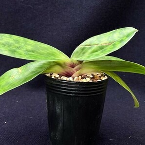 洋蘭 原種 地生蘭 野生蘭 パフィオ Paph.callosum vinicolor x sib 最新実生 株元の色素が多い株の画像5