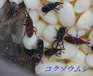 増量中【送料無料】コクゾウムシ100匹■数量限定大特価■両生類・爬虫類・昆虫などの餌・カマキリ・ヤドクカエル・大量・ビバリウム