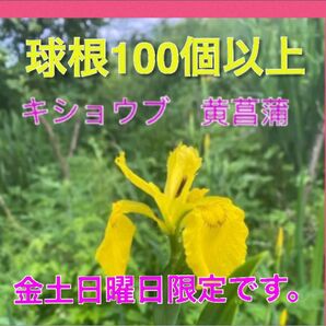 キショウブ　山形県産　黄菖蒲　あやめ科　球根です。黄菖蒲 黄色の花　100個