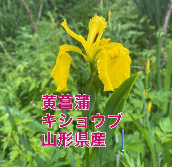 黄菖蒲　キショウブ　山形県産　あやめ科　球根です。黄菖蒲 黄色の花　6株