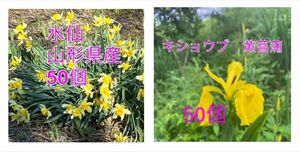 水仙　黄菖蒲　MIX　山形県産　すいせん球根50個＋黄菖蒲50個です。80サイズ　