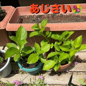 紫陽花　苗　1株　アジサイ　あじさい