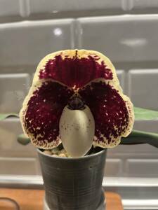 洋蘭　Paph.原種　THO-233５ Paph.leucochilum タイでの選抜品　花が傷んでしまいましたがかなり良い花です。　