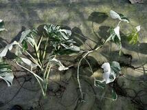 超最高級 希少 モンステラボルシギアナ ホワイトタイガーおまとめ10株Varigated Monstera Borsigana white tiger _画像8