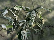 超最高級 希少 モンステラボルシギアナ ホワイトタイガーおまとめ10株Varigated Monstera Borsigana white tiger _画像6