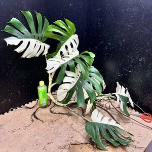 超最高級 希少 大株モンステラボルシギアナ ホワイトタイガーハーフムーン1株 Varigated Monstera Borsigana white tiger 